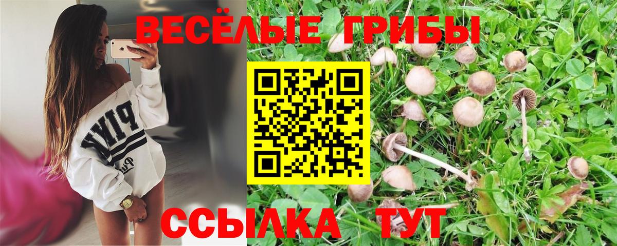 Нововоронеж  Галлюциногенные грибы Psilocybine cubensis  купить закладку  Вход с VPN 